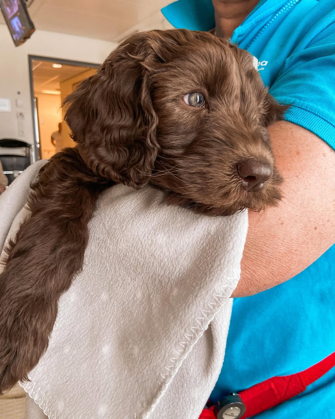 • Knuffelhonden • 🐶
Zoals jullie weten komen met regelmaat de hondjes van @knuffelhondenteam bij ons op bezoek om de patiënten wat positiviteit en een glimlach te bezorgen. 
Maar afgelopen week was het echt feest want ze kwamen op bezoek met puppy’s! Zo mega schattig 🤎
Dit zorgde voor glimlachen op de gezichten van patiënten én verpleegkundige 🥰

#knuffelhonden #labradoodle #labradoodlelife #werkenbijcatharina #catharinaziekenhuis #eindhoven #chirurgischeoncologie #chirurgie #oncologie #infokanker #catharinakankerinstituut #verpleegkunde #verpleegkundige #verpleegafdeling #zorgprofessional #ziekenhuis
