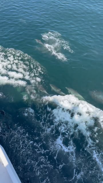 Nee, dit is niet in de Middellandse zee! 
Dit is voor de kust van Rotterdam. Een grote pot tuimelaars kwam een stuk mee zwemmen tijdens onze hydrografische werkzaamheden. 

Gelukkig hielden ze onze sensoren heel want daar spelen ze ook graag mee! 

#werkenbijdefensie #koninklijkemarine #hydrograaf #marine #defensie #luymes #bruinvissen #noordzee #dolfijnen